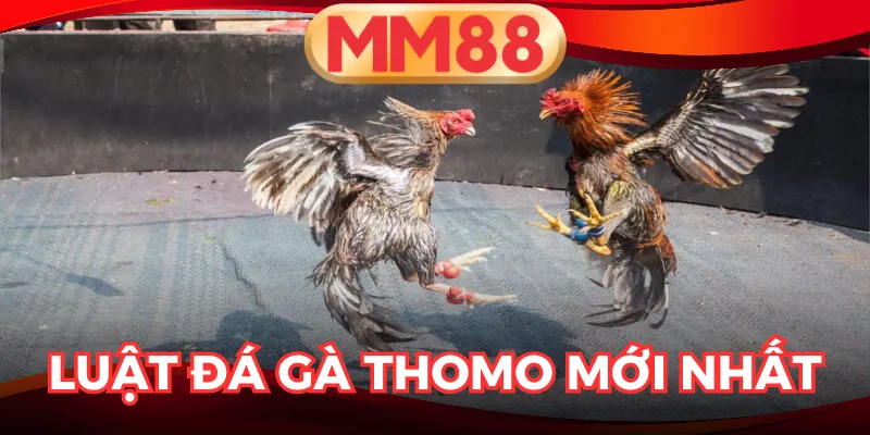đá gà Thomo