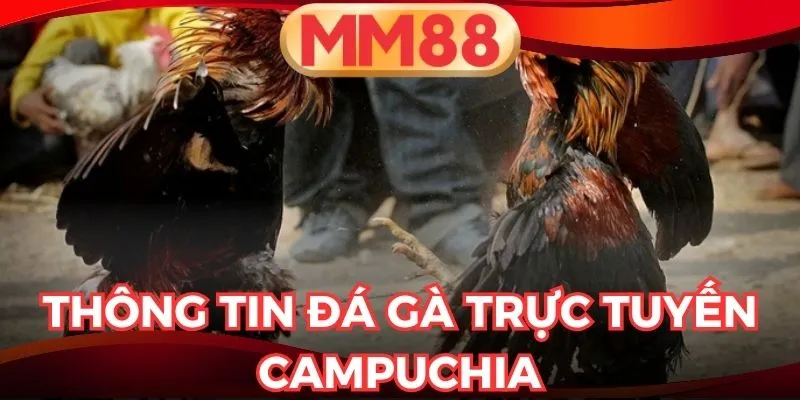 đá gà trực tuyến Campuchia